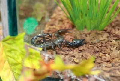 Scorpione aiuola Scorpione aiuola