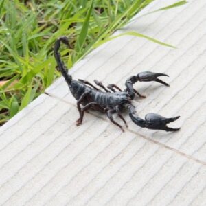 Scorpione dissuaso Scorpione dissuaso