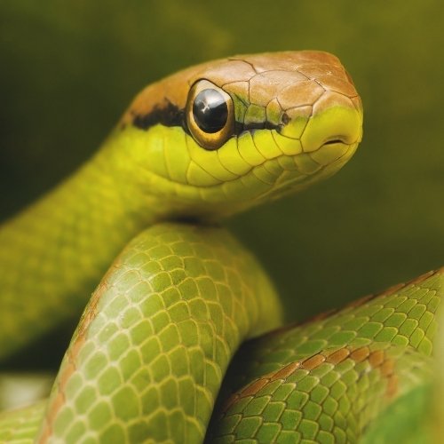 Serpente dissuaso Serpente dissuaso
